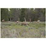 Teton, Yellowstone, May 2013 087