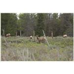 Teton, Yellowstone, May 2013 088