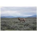 Teton, Yellowstone, May 2013 104