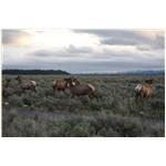 Teton, Yellowstone, May 2013 106