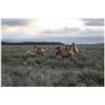 Teton, Yellowstone, May 2013 107