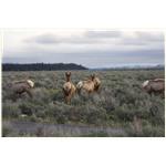 Teton, Yellowstone, May 2013 108