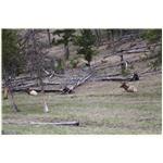 Teton, Yellowstone, May 2013 213