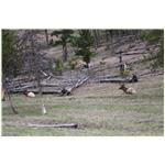 Teton, Yellowstone, May 2013 214