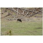 Teton, Yellowstone, May 2013 216