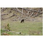 Teton, Yellowstone, May 2013 217