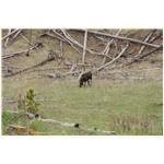 Teton, Yellowstone, May 2013 220